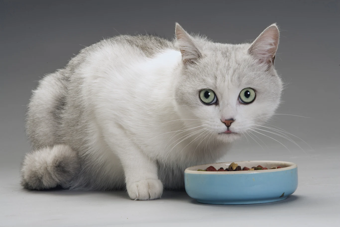 Karmy suche zawierające dużo zbóż nie są zdrowe dla kotów