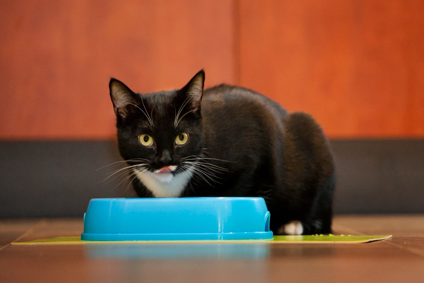 Koty to naturalni mięsożercy. Nie powinny spożywać zbóż ani mleka