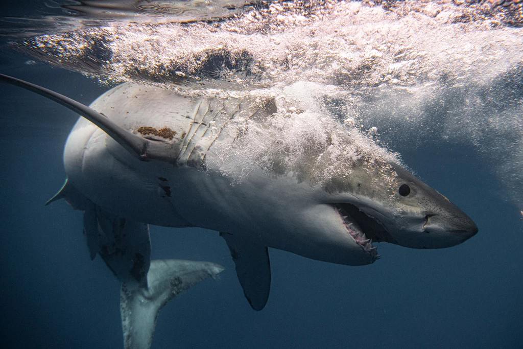 W Sydney doszło do pierwszego śmiertelnego ataku rekina od niemal 60 lat