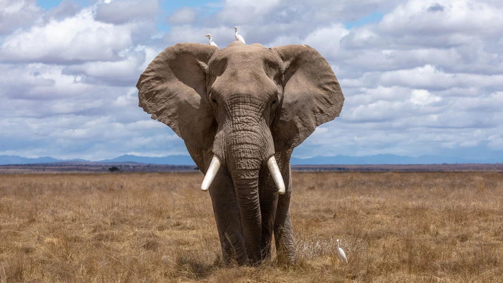Słonie padają ofiarą kłusowników ze względu na ich zębinę, wykorzystywaną m.in. do wyrobu biżuterii.