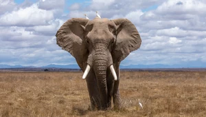 Narzędzie do tropienia seryjnych morderców namierza zabójców słoni. Supernowoczesne testy DNA kontra kłusownicy