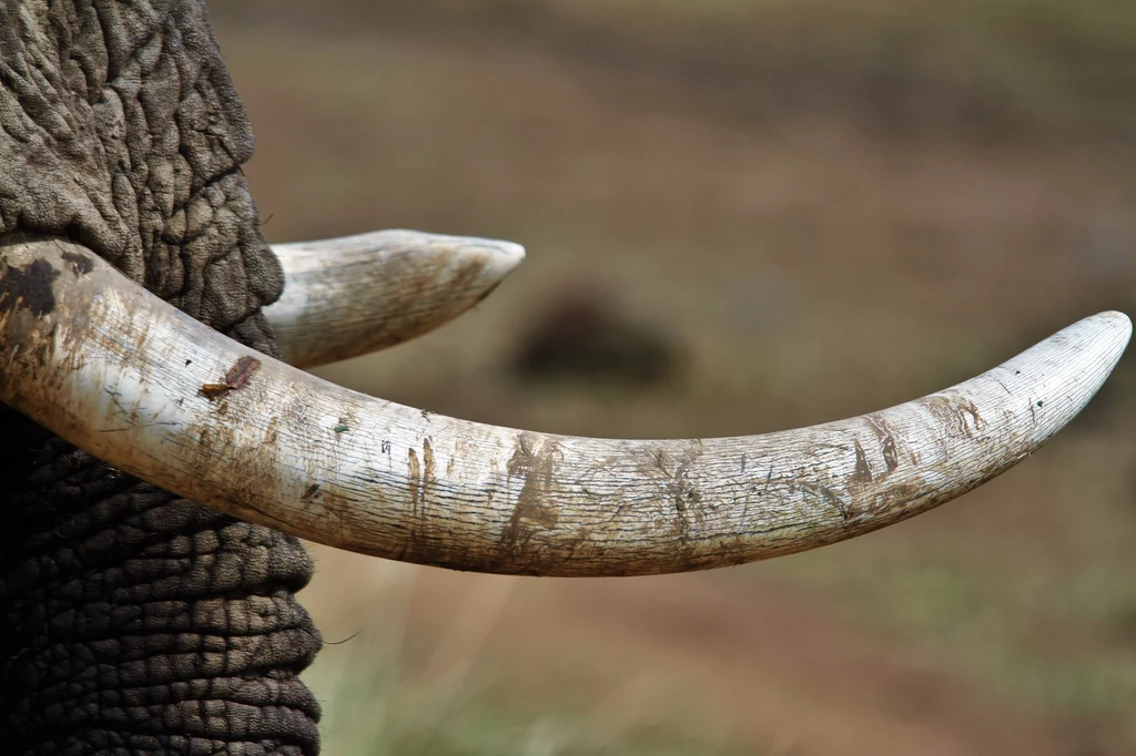 Kość słoniowa jest niezwykle pożądanym przez kłusowników surowcem.