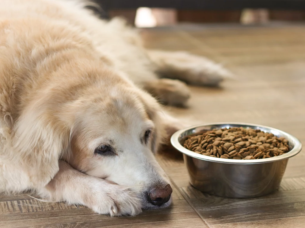 Pies nie przepada za karmą? Podawanie jedzenia ze stołu może skończyć się tragicznie!