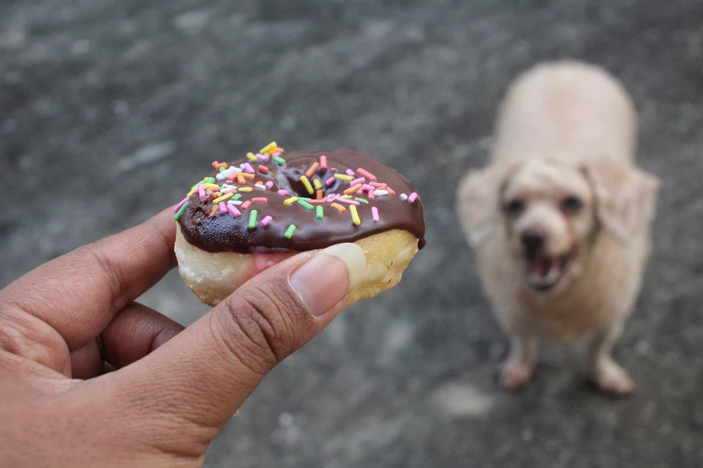 Pies nie może jeść słodkości. To może skończyć się dla niego tragicznie!