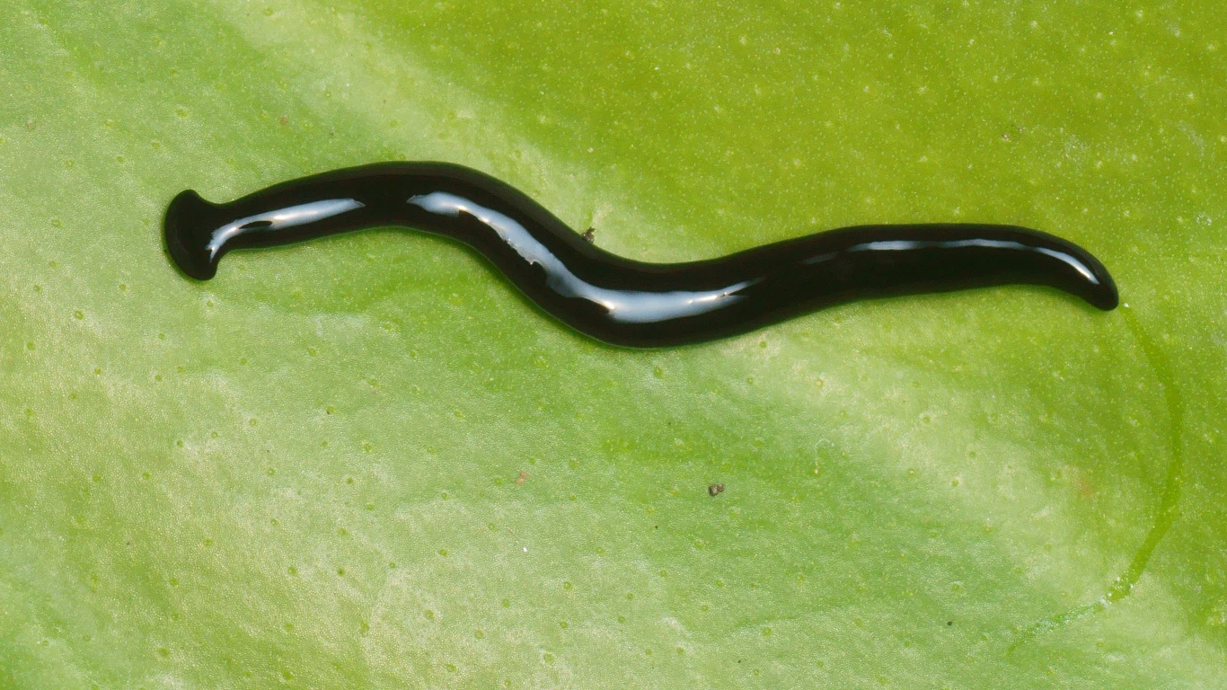 Humbertium covidum