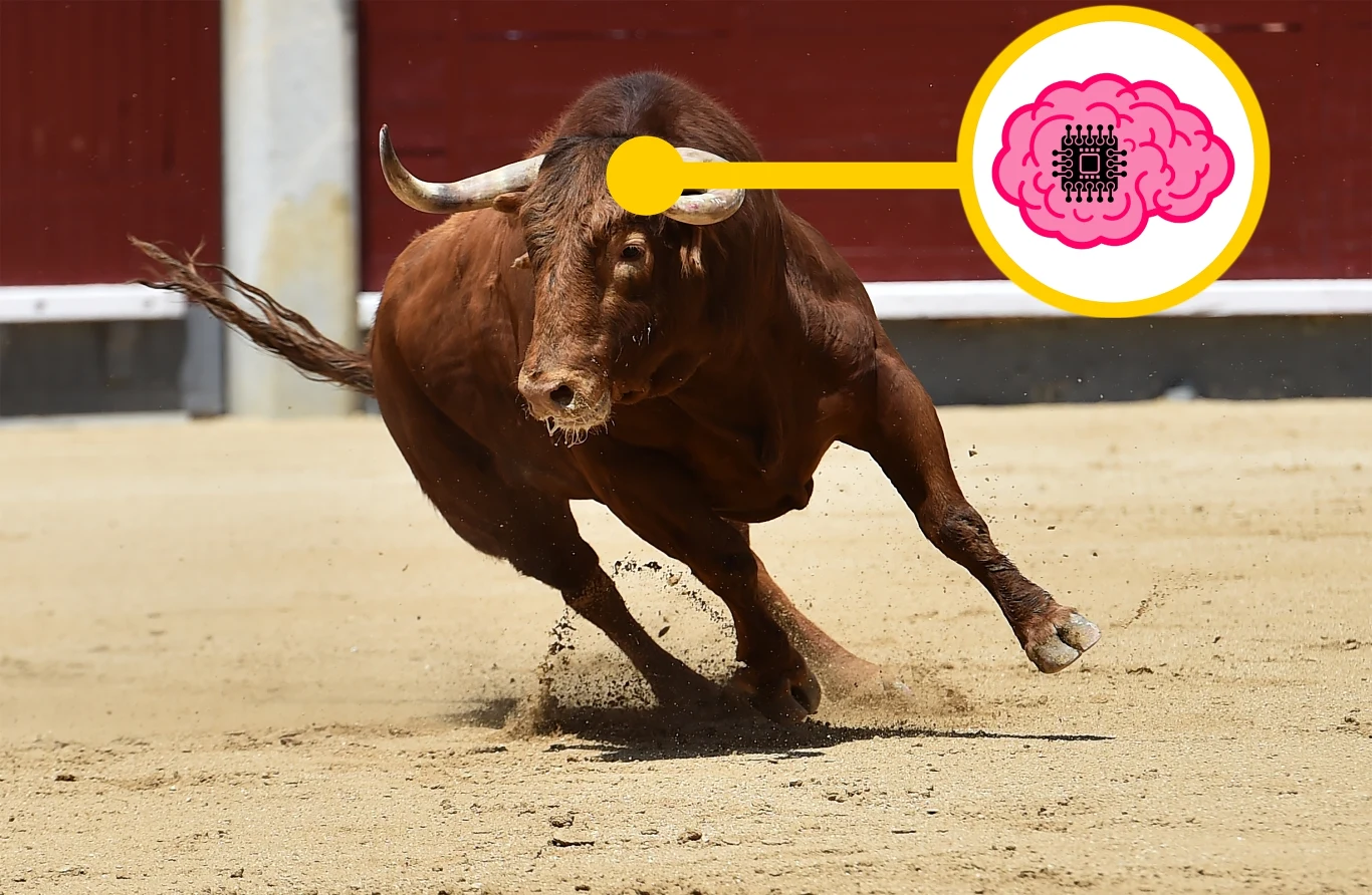 Kontrolował byka za pomocą implantu w mózgu Kontrolował byka za pomocą implantu w mózgu