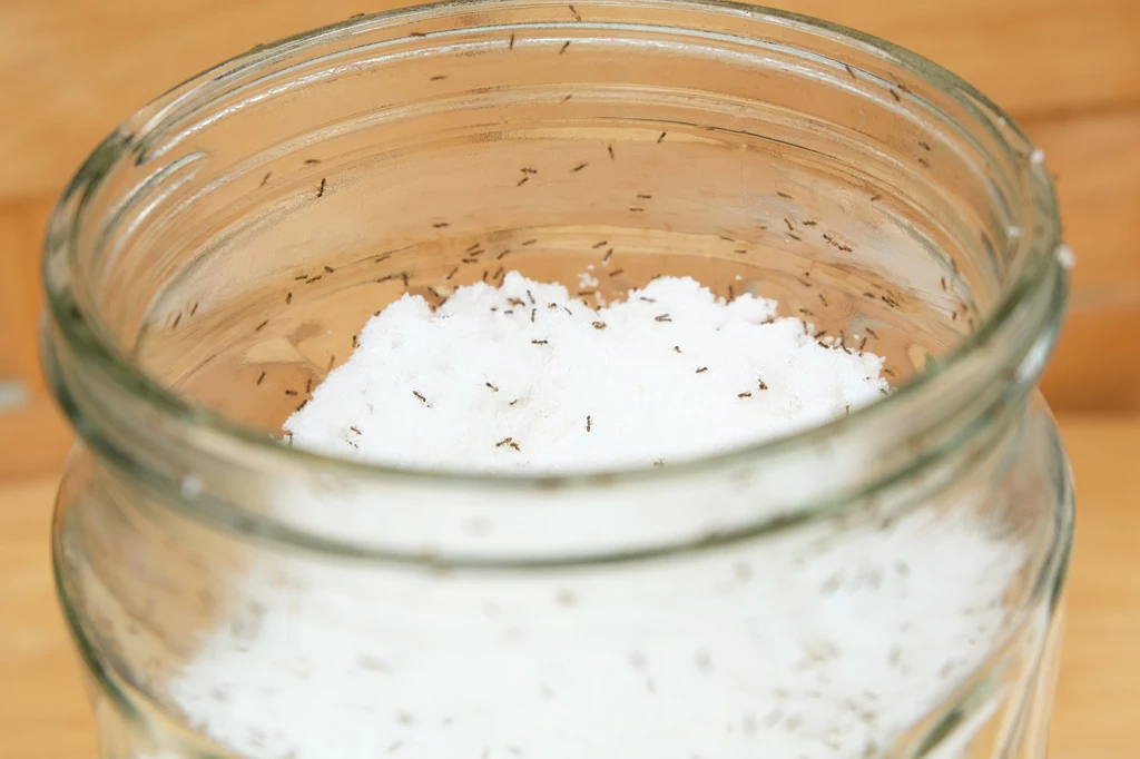 Dzięki mandarynkowemu aromatowi mole i mrówki spożywcze przestaną żerować na naszym jedzeniu