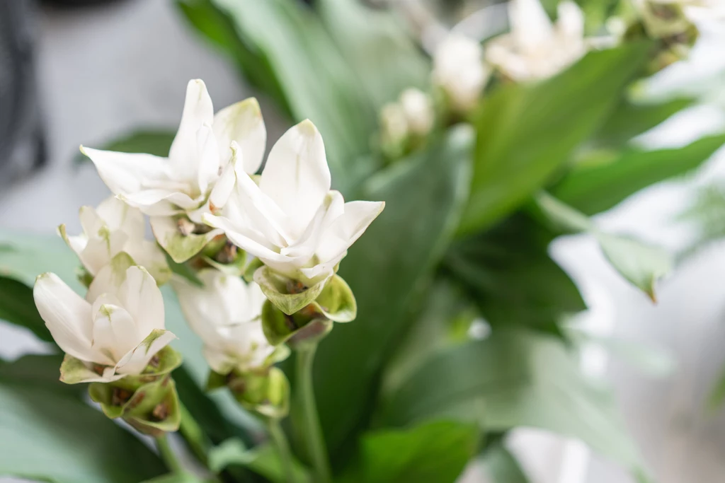 Pełne uroku kwiaty kurkumy często stają się elementem bukietów i wiązanek ślubnych
