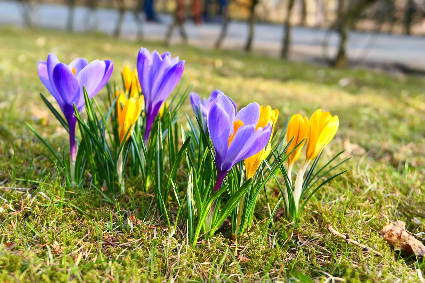 Kiedy przyjdzie wiosna? Naukowcy ostrzegają: W 2100 roku o 10 dni wcześniej Kiedy przyjdzie wiosna? Naukowcy ostrzegają: W 2100 roku o 10 dni wcześniej