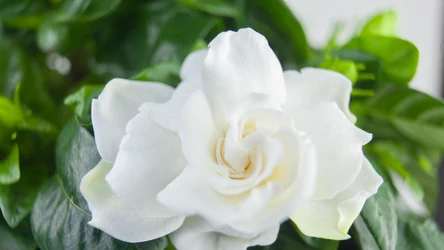 Gardenia w doniczce to nieczęsty wybór, jeśli chodzi o rośliny w sypialni. To dziwne, ponieważ kwiatek ten pięknie wygląda i może pozytywnie wpływać na sen