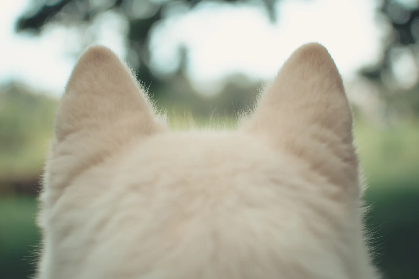 Jak wykazali węgierscy naukowcy, psie uszy odgrywają ogromną rolę w interakcji tych zwierząt z człowiekiem