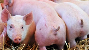 Wsparcie wyniesie 1000 zł do każdych urodzonych 10 prosiąt