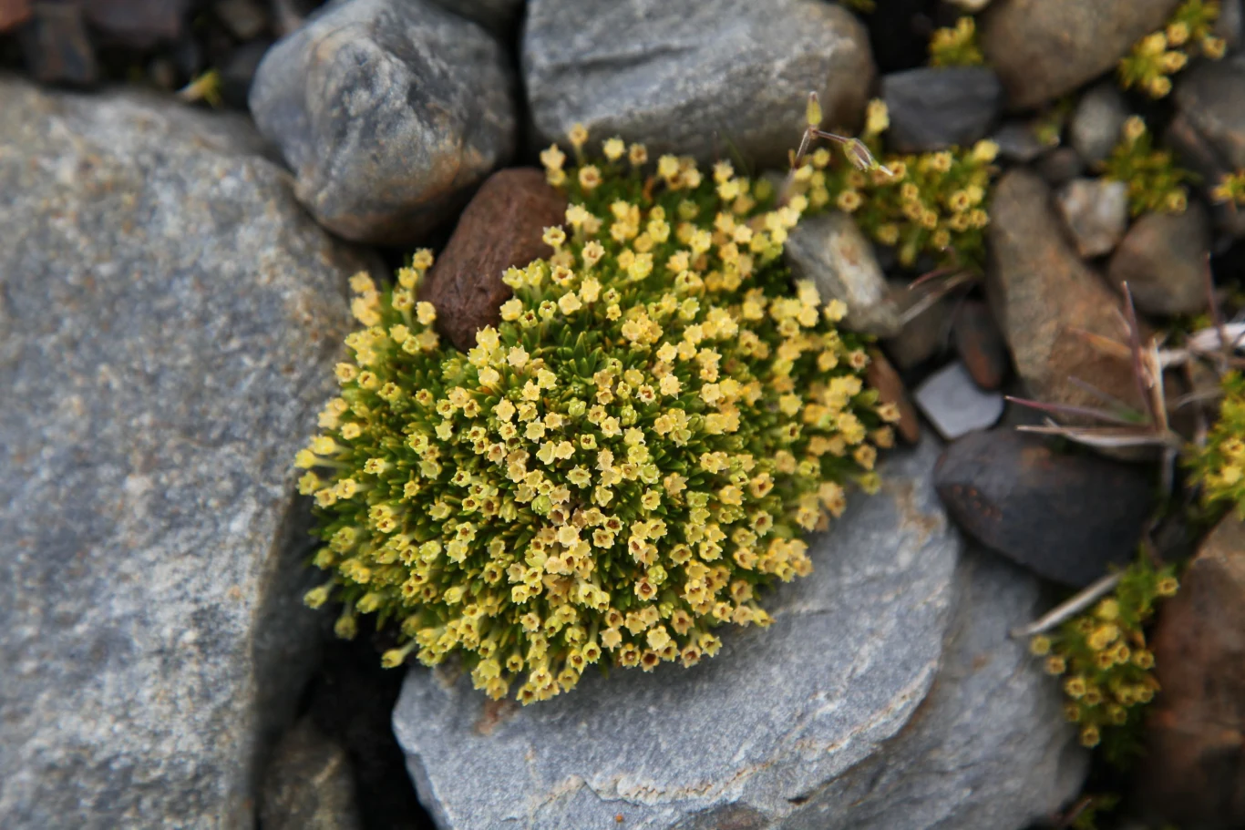 Deschampsia antarctica i Colobanthus quitensis rosną w niewielkich kępkach w szczelinach między skałami