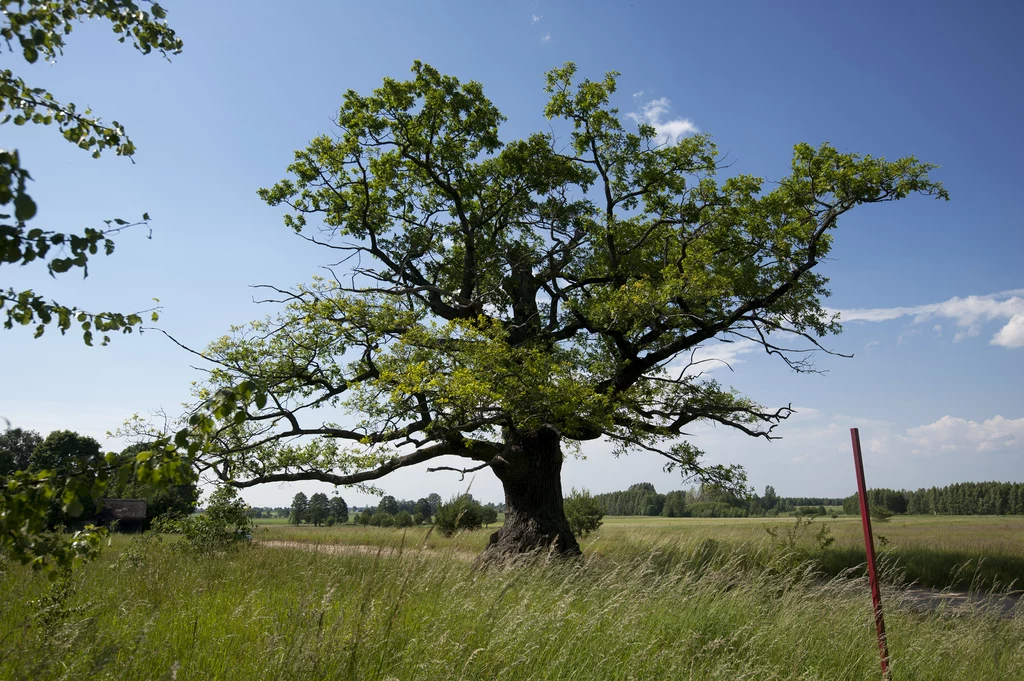 Dąb Dunin to 400-letni dąb szypułkowy rosnący na skraju Puszczy Białowieskiej. Wszystko wskazuje na to, że może zdobyć tytuł Europejskiego Drzewa Roku 2022