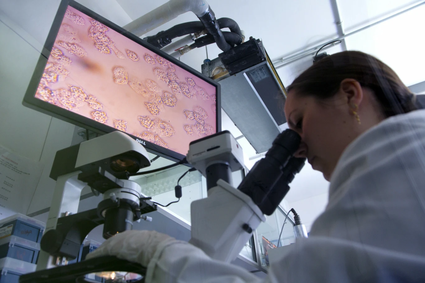 W porównaniu do SARS-CoV-2 pitowirus sprzed 30 tys. lat jest prawdziwym gigantem W porównaniu do SARS-CoV-2 pitowirus sprzed 30 tys. lat jest prawdziwym gigantem