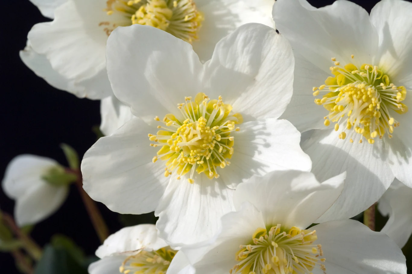 Ciemierniki to urocze rośliny, zakwitające zimą