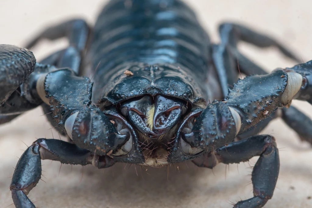 Morskie skorpiony mogło być największymi drapieżnikami grasującymi w rzekach i jeziorach Australii żyjącymi przed wielkim wymieraniem.