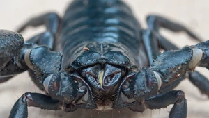Gigantyczny skorpion odkryty w muzeum. Naczelny drapieżca swoich czasów