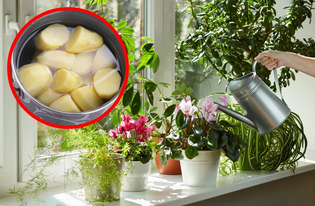 Jak stosować wodę z gotowania ziemniaków do kwiatów?