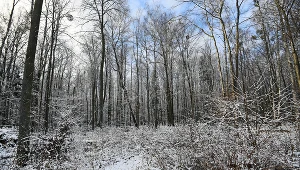 Puszcza Białowieska