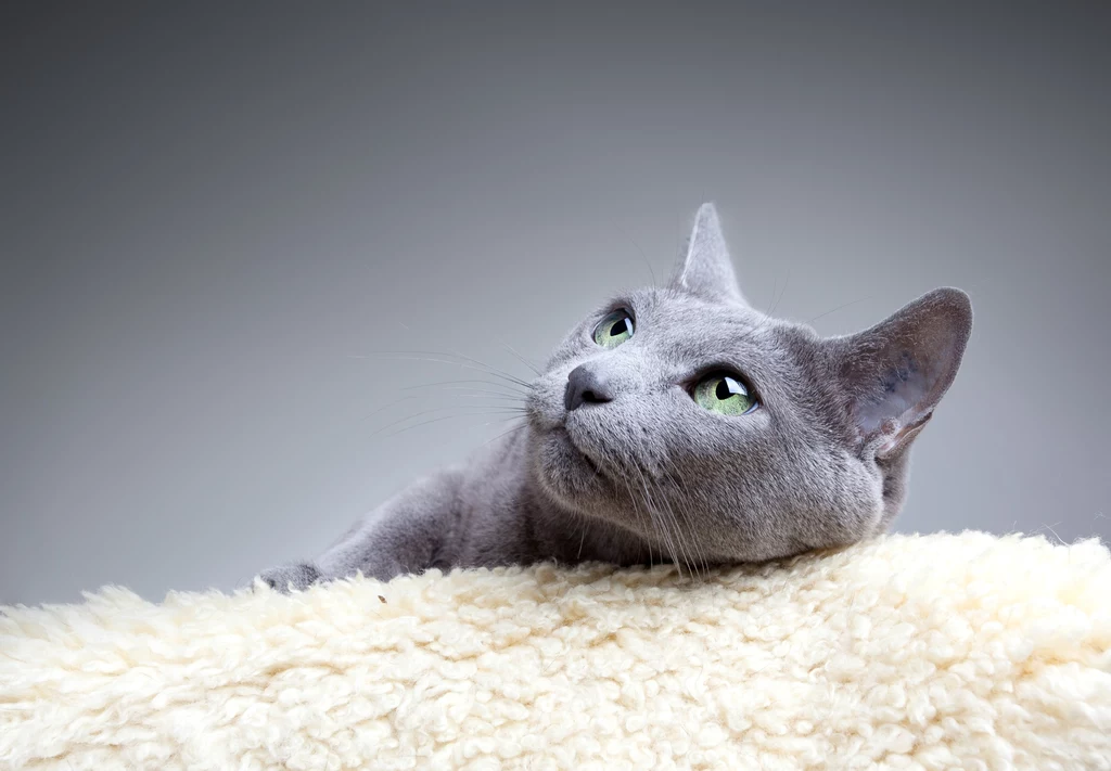 Czy koty domowe powinno się szczepić? Wielu weterynarzy uważa, że tak