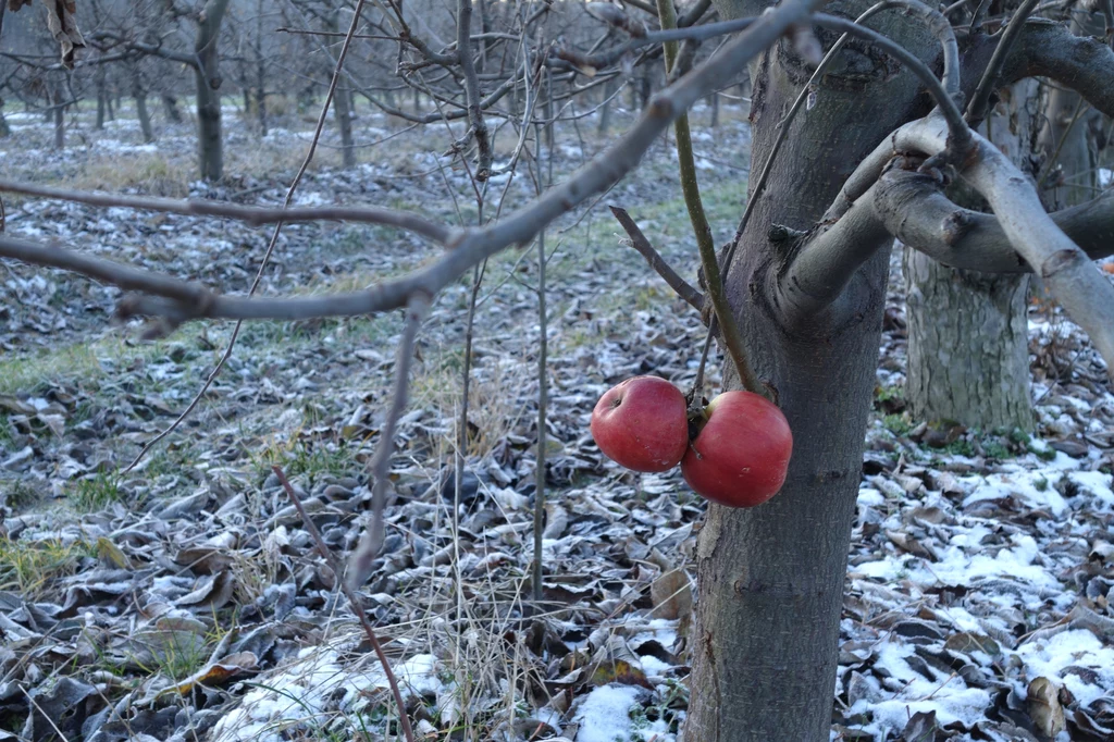 Drzewko jabłoni (zdjęcie ilustracyjne).