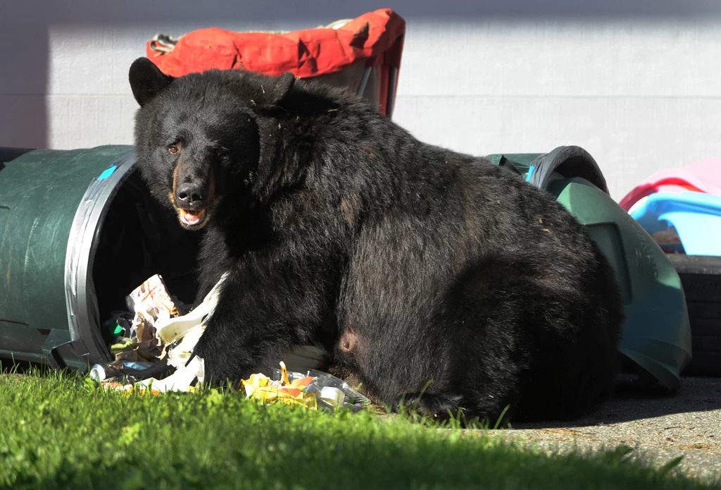 Niedźwiedź Hank włamał się już do prawie 30 domów w mieście South Lake Tahoe. Jeszcze nie udało się go złapać (zdjęcie ilustracyjne)