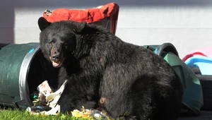 Niedźwiedź włamuje się do domów w USA. Waży 230 kg i kocha pizzę