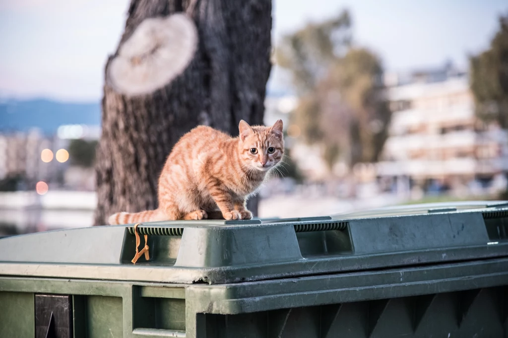 Kot na zewnątrz to duże ryzyko nie tylko dla przyrody, ale i dla naszego pupila. W Australii radni jednego z miast proponują, aby zabronić wypuszczania kotów na dwór