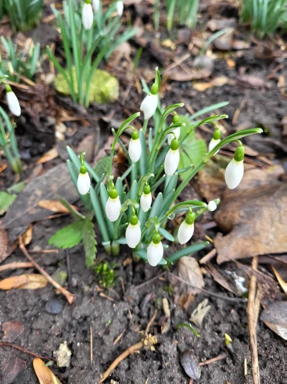 Zdjęcie wykonane Samsungiem Galaxy S21FE 5G