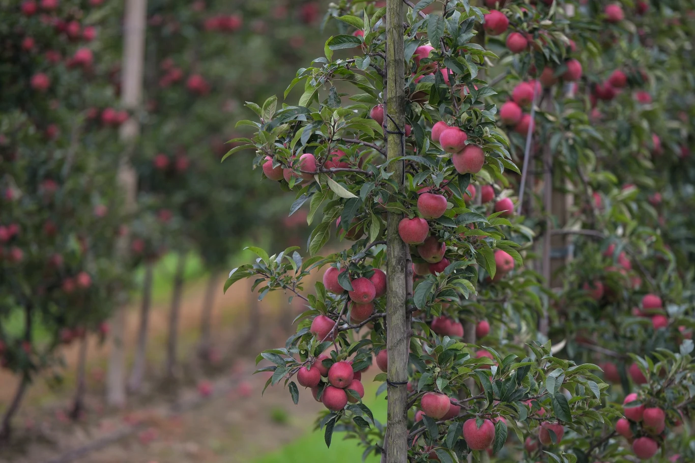 Polskie sadownictwo jest jednym z największych w Europie.