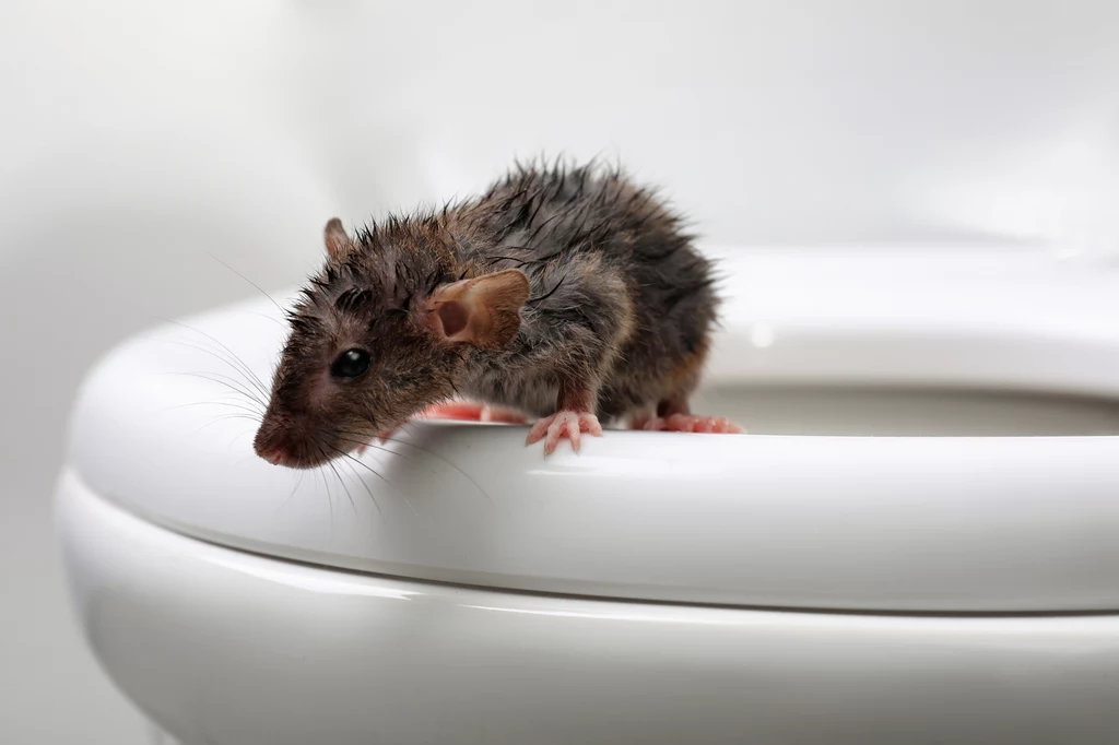 Szczury mogą dostać się do domu także przez kanalizację
