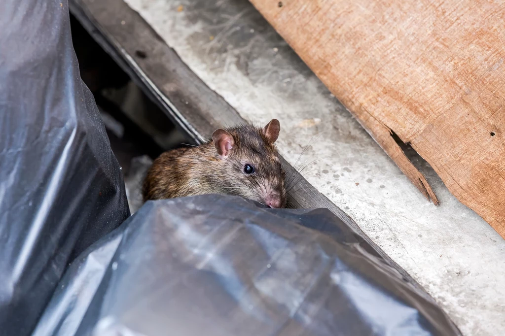 Szacuje się, że populacja szczurów w Wielkiej Brytanii zwiększyła się do ponad 150 mln 