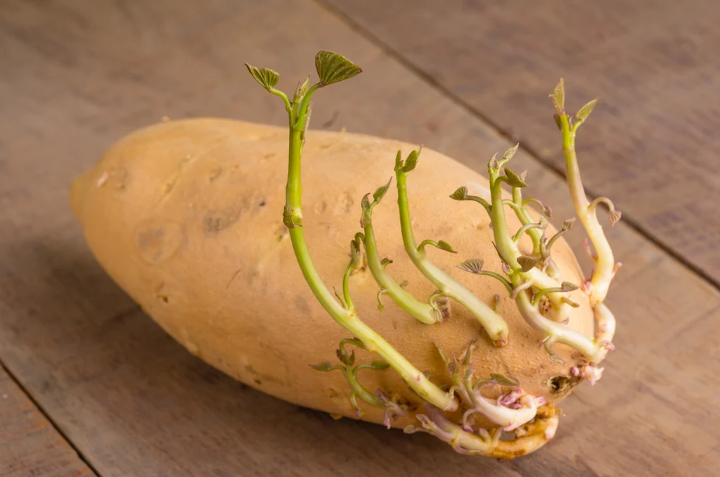 Kiełki pojawiające się na ziemniaku mogą świadczyć o wysokim poziomie solaniny