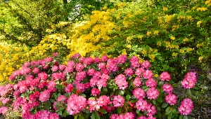 Podsyp nim rododendrony. W maju w ogrodzie zobaczysz prawdziwy spektakl 