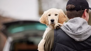 Porwania rasowych psów. Czym jest dognapping?