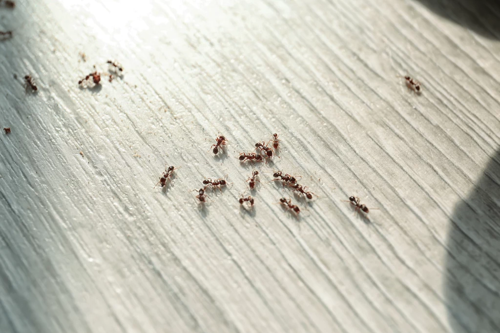Płyn do mycia naczyń pomoże nam pobyć się z domu m.in. mrówek