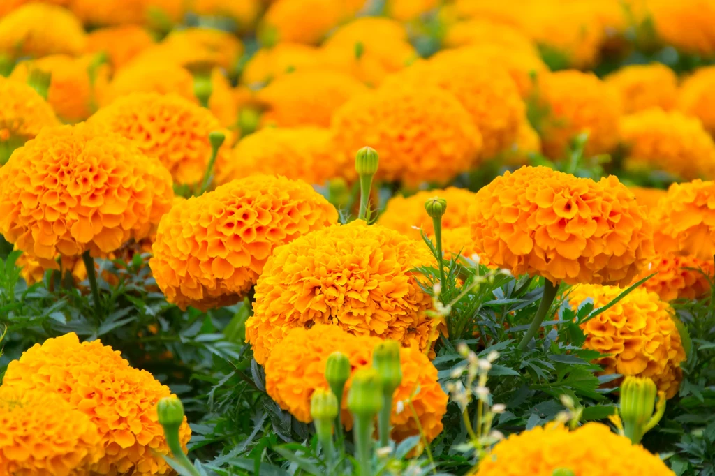 Krety nie przepadają za aromatem aksamitek Krety nie przepadają za aromatem aksamitek