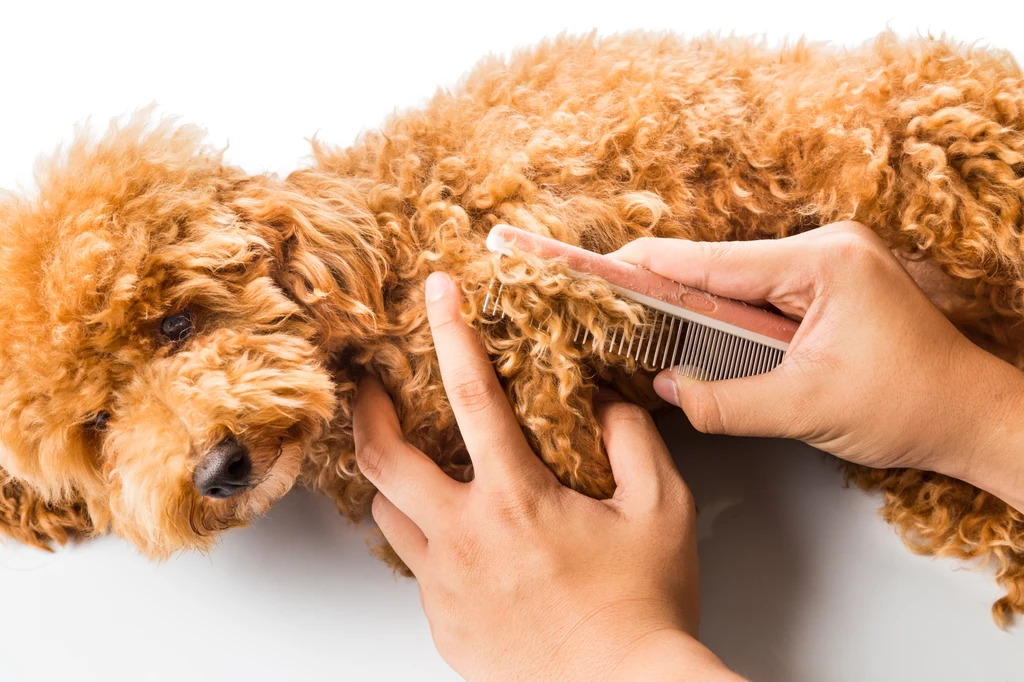 Higiena i czynności pielęgnacyjnie przy psie zminimalizują ryzyko wystąpienia problemów z łapami 