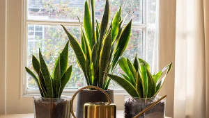 Sansewieria nie chce rosnąć? Ta odżywka sprawi, że przestanie się mieścić w doniczce