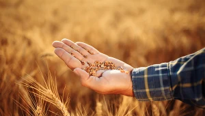 Efektem wojny może być silny i trwały wzrost cen zbóż i roślin oleistych
