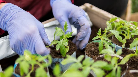 Wysiew pomidorów w marcu. Jakich błędów unikać? 