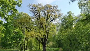 Dąb z Rosji usunięty z konkursu na Europejskie Drzewo Roku