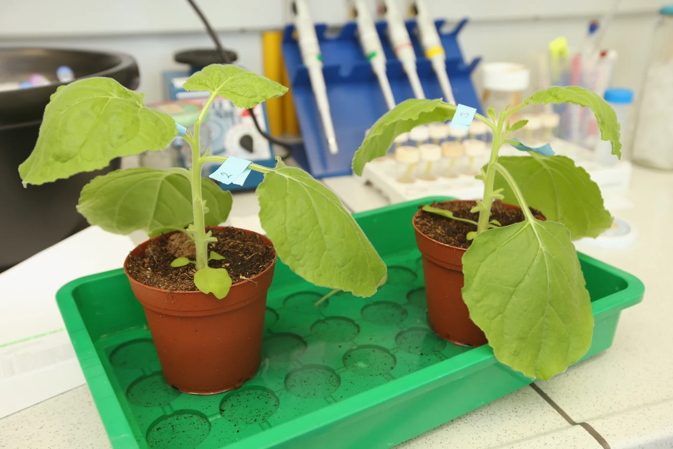 Do produkcji szczepionki została wykorzystana roślina Nicotiana benthamiana Do produkcji szczepionki została wykorzystana roślina Nicotiana benthamiana