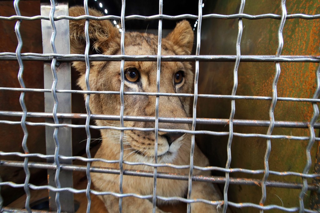 Coraz więcej zwierząt z Ukrainy transportowanych jest na zachód, do innych ogrodów zoologicznych. Procedura ich przewozu została uproszczona