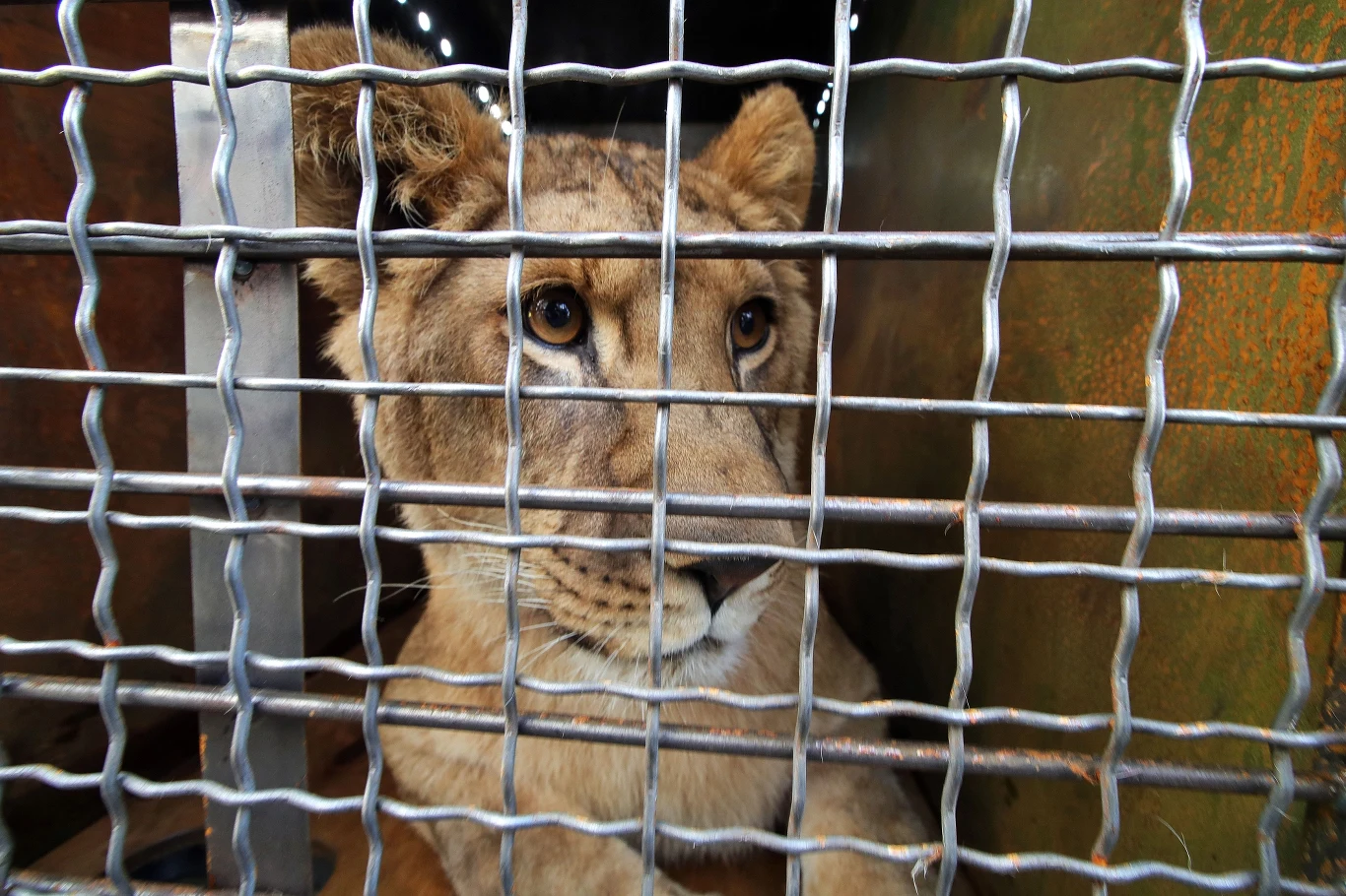 Coraz więcej zwierząt z Ukrainy transportowanych jest na zachód, do innych ogrodów zoologicznych. Procedura ich przewozu została uproszczona Coraz więcej zwierząt z Ukrainy transportowanych jest na zachód, do innych ogrodów zoologicznych. Procedura ich przewozu została uproszczona