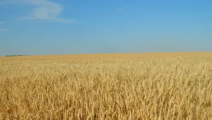 Centralny Port Zbożowy zamiast CPK? "To nasz najważniejszy postulat"