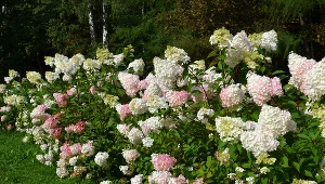 Chcesz, by hortensja obsypała się kwiatami? Wiosną zakop to pod krzewem