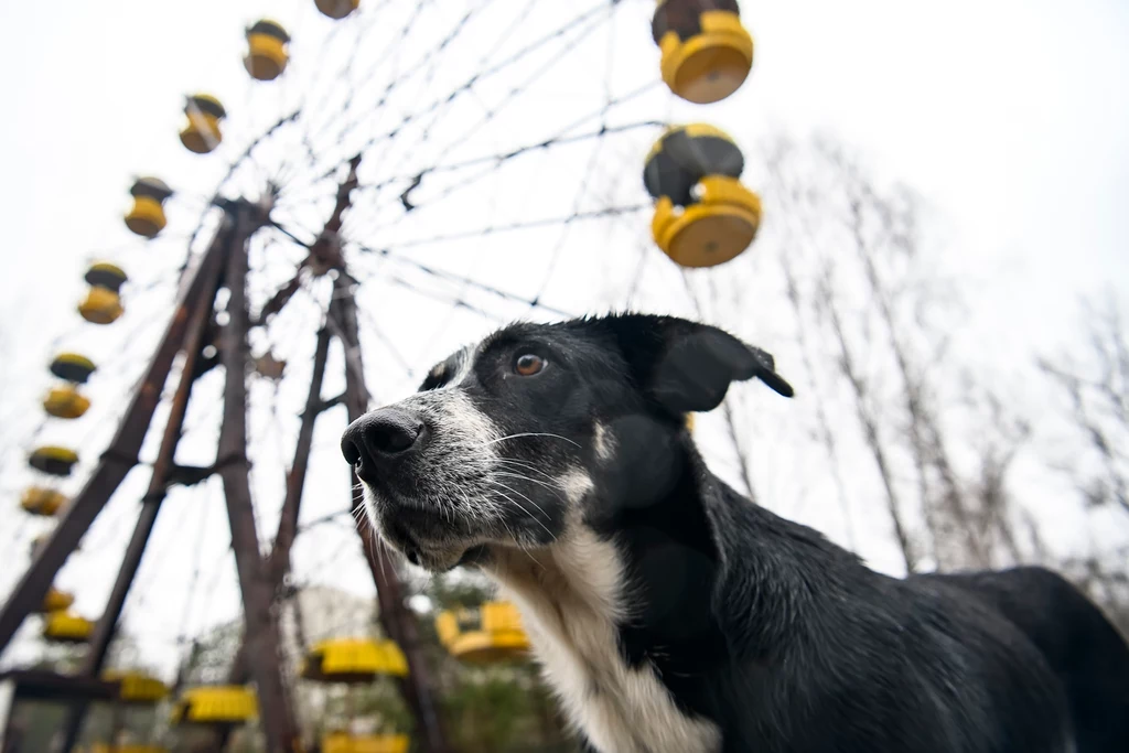 Jaka przyszłość czeka Czarnobyl gdy skończą się walki? Naukowcy podkreślają znaczenie tego miejsca dla badań zespołów z całego świata