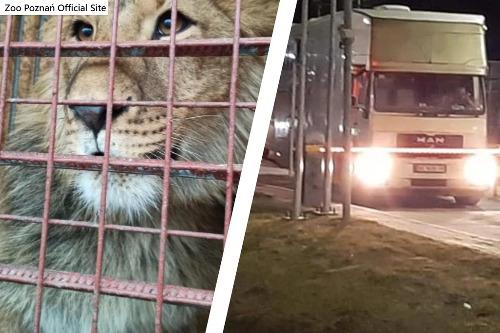 Transport przeżyły wszystkie zwierzęta zabrane z Ukrainy
